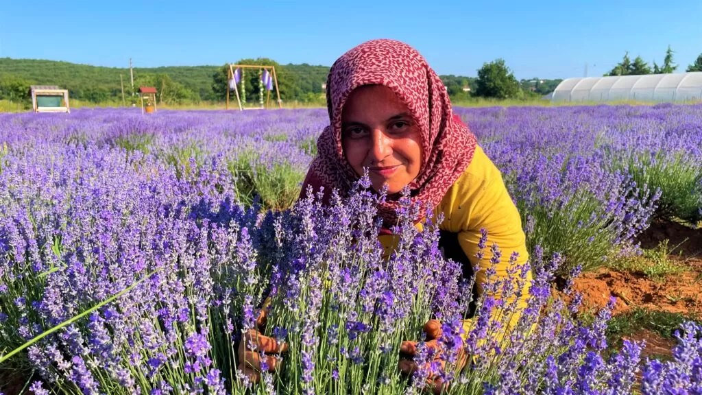 Sanayinin arasında enfes lavanta bahçeleri