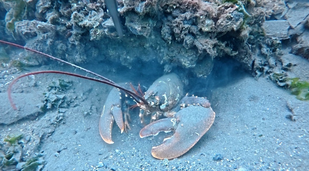 İzmit Körfezi’nde dev ıstakoz görüntülendi
