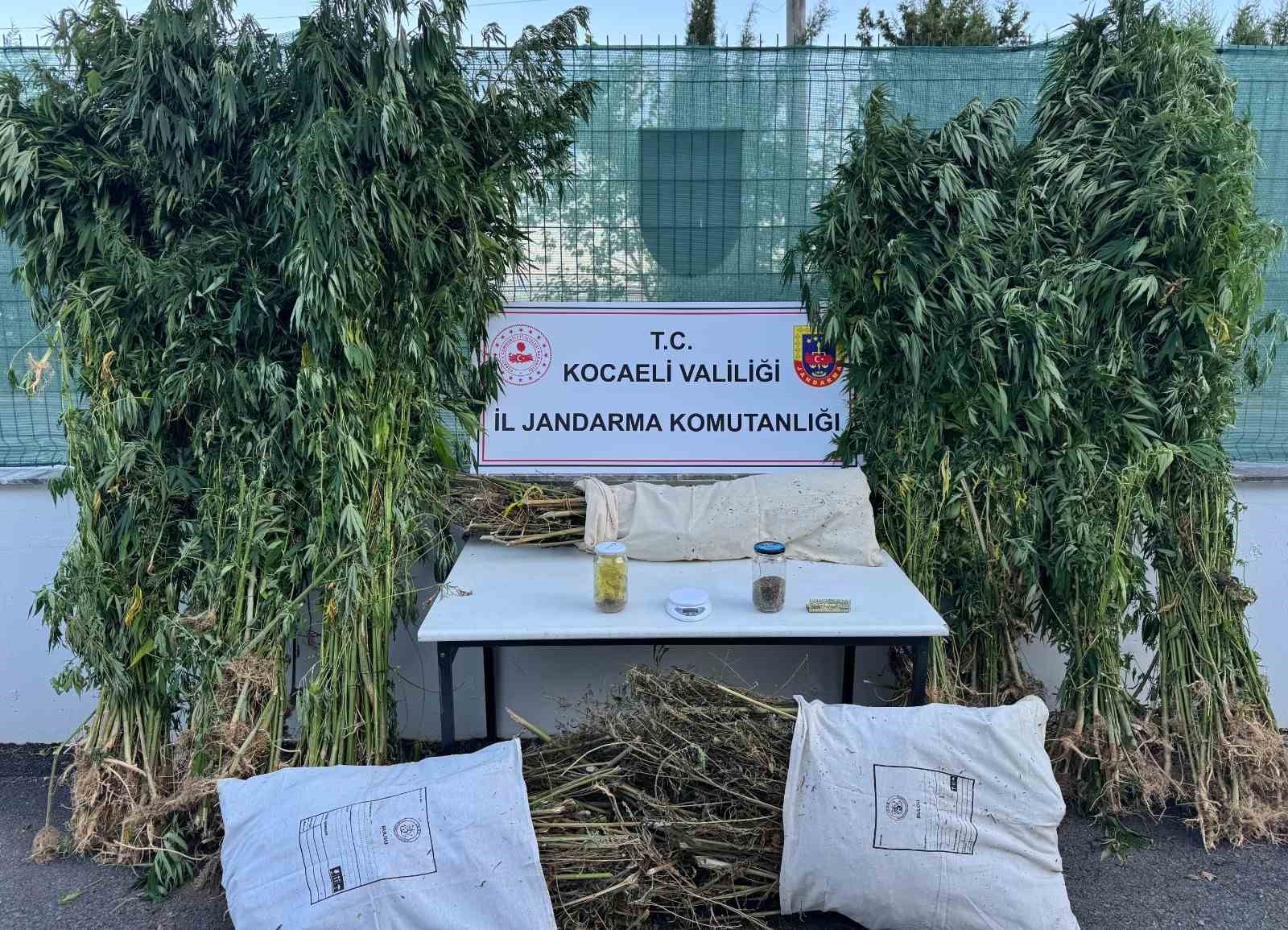 12 kilo esrar ve 583 kök kenevir ele geçirildi