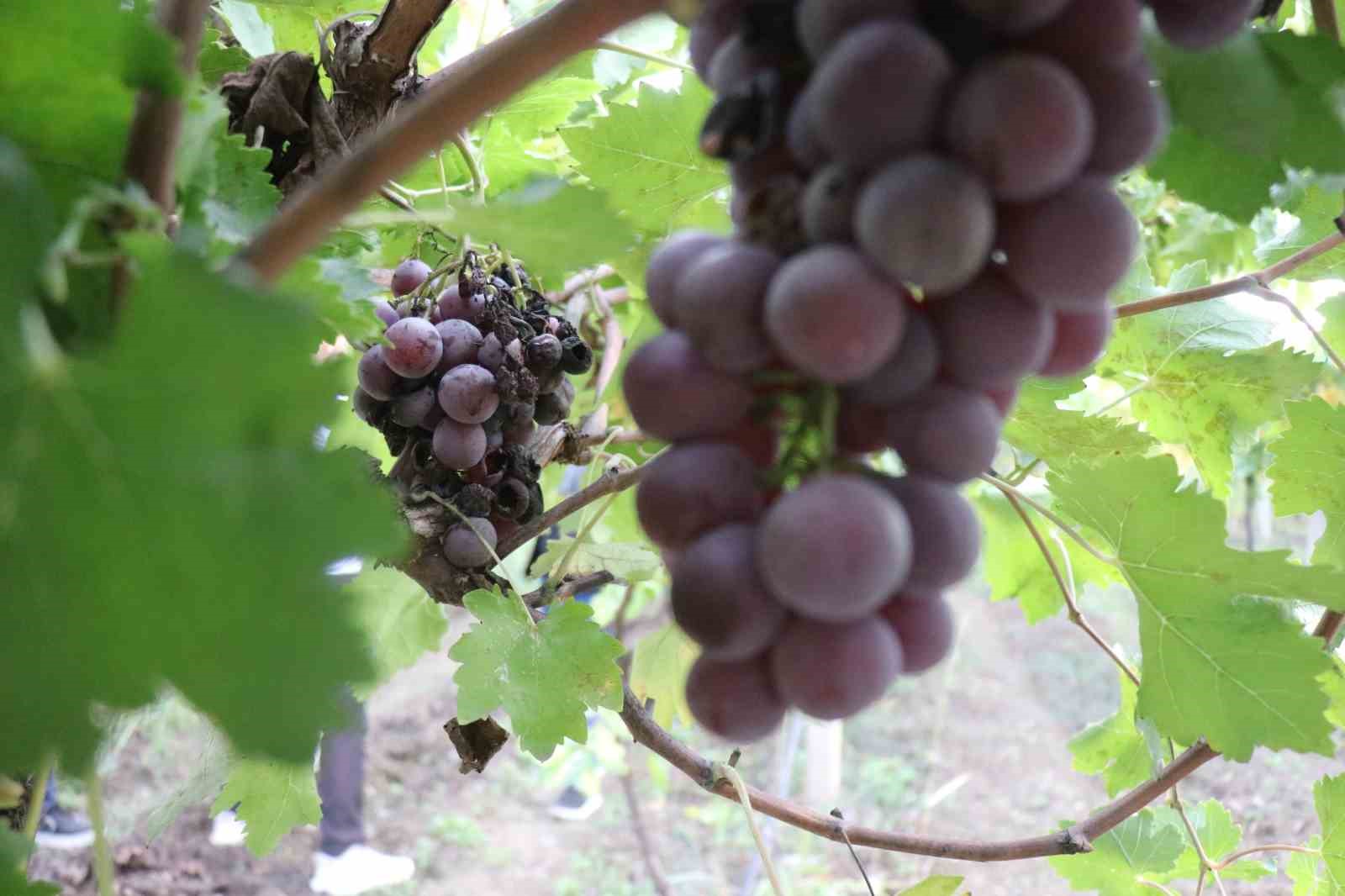 Üzüm, çiftçinin hayal kırıklığı oldu