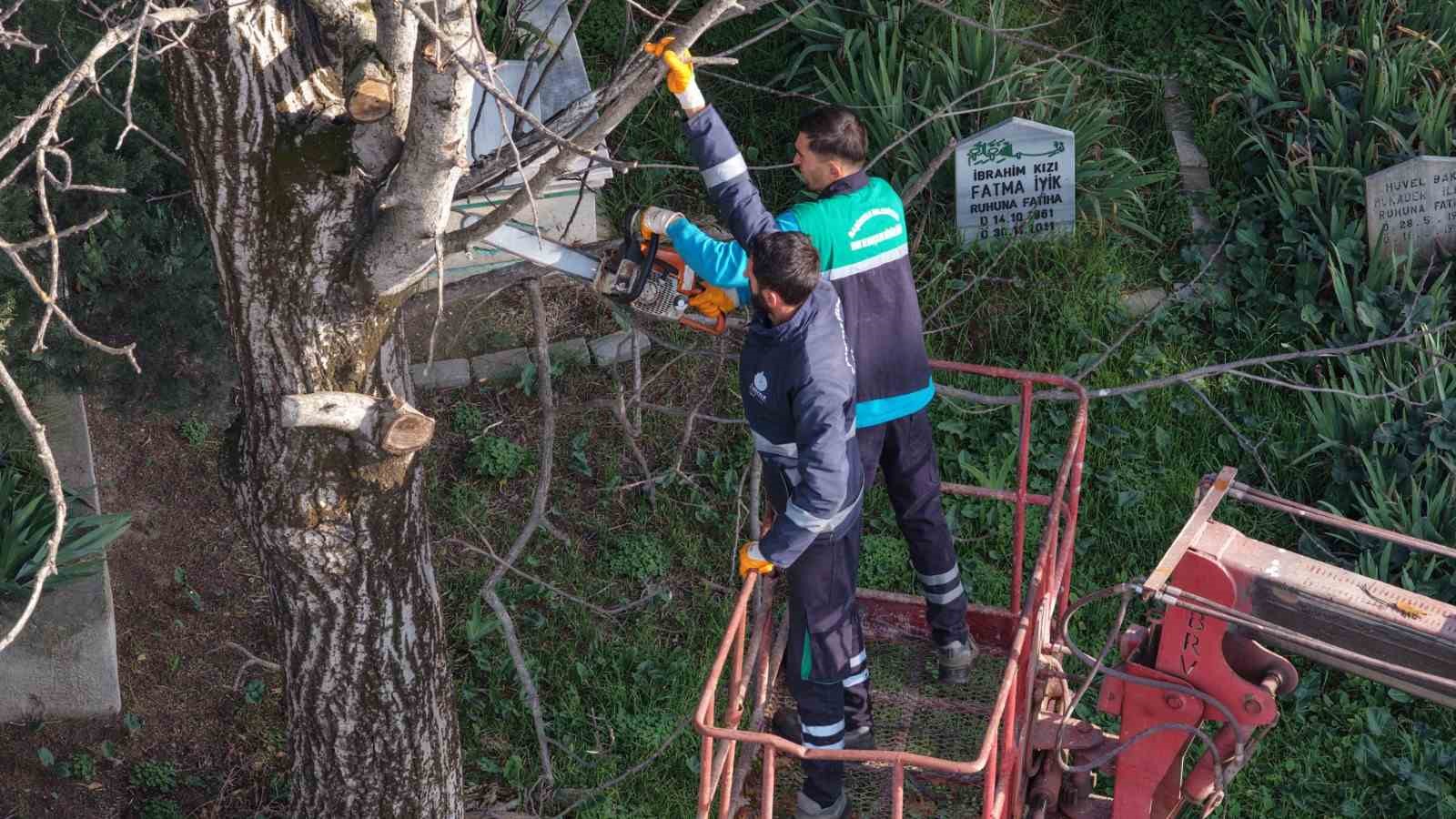 Budanan ağaç dalları ihtiyaç sahiplerine yakacak oluyor