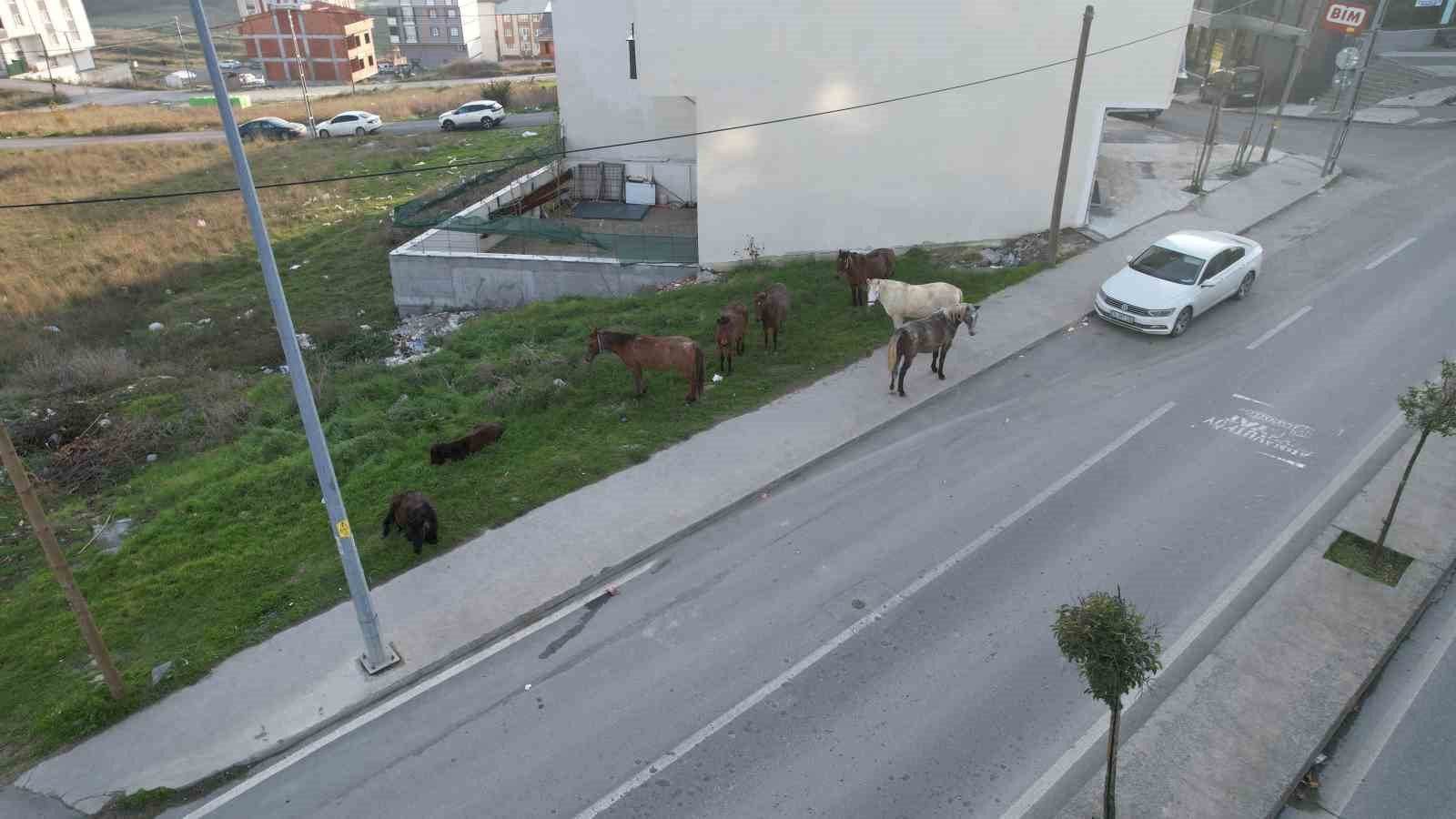 Arnavutköy’de başıboş gezen atlar tehlike saçıyor
