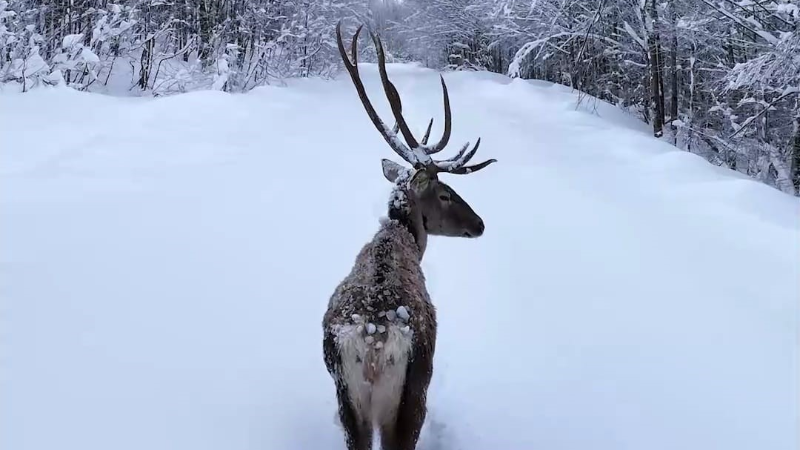 Karların arasında süzülen kızıl geyik havadan görüntülendi