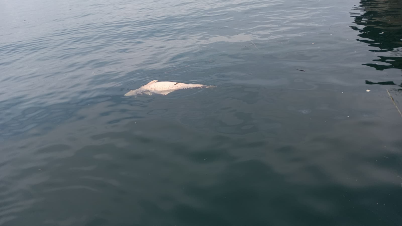 Karamürsel'de üzen görüntüler!