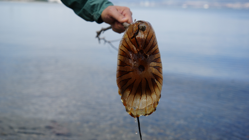 Denizde bu türü görürseniz sakın yaklaşmayın