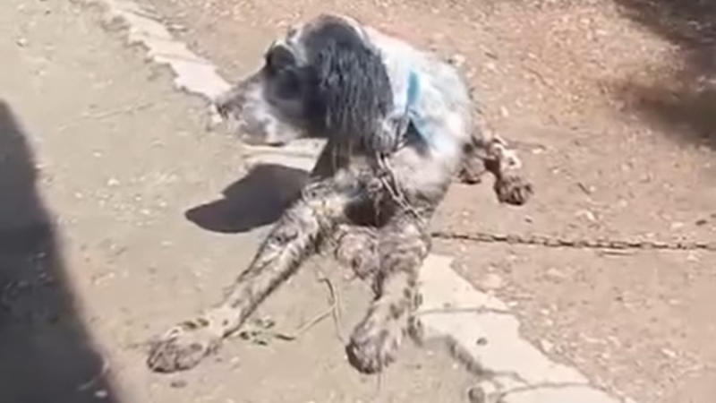 Tasmalı ve çipli köpeğe uyuşturucu iğne iddiası