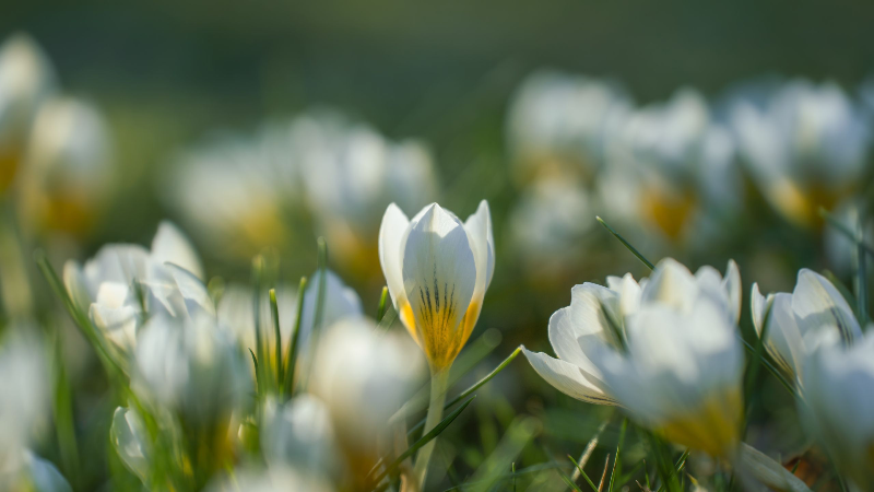 Baharla birlikte gelen polen mevsimi kabusunuz olmasın