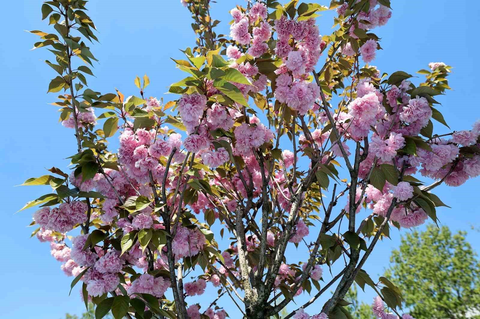 Çark Deresi kıyısında sakura güzelliği
