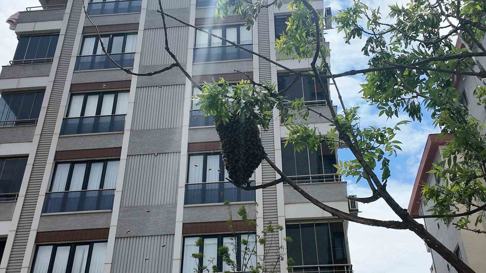 Ataşehirde bahar bereketiyle geldi, o anlar ilgi odağı oldu: Yüzlerce arı şehir içinde yuva yaptı
