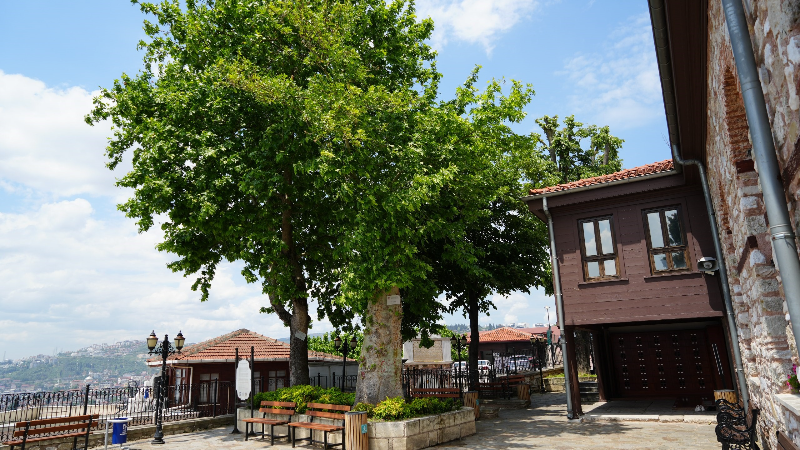 Sembol caminin 6 asırlık çınarı yıldırımlara rağmen ayakta