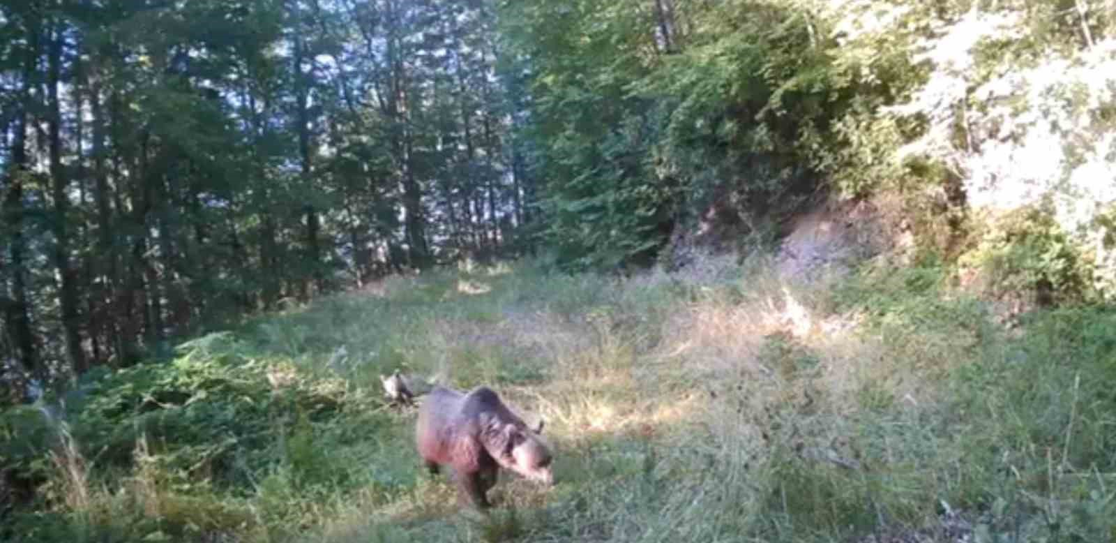 Minik ayılar annelerinin peşinden böyle koştu
